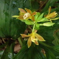 Phaius luridus Thwaites